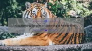 10 Surprising Benefits of Switching to Animal-Free Cosmetics [A Personal Story and Practical Guide]