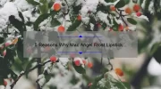 5 Reasons Why Mac Angel Frost Lipstick is the Perfect Winter Shade [Plus a Personal Story and Expert Tips]